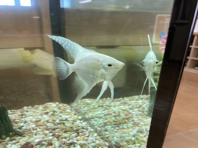 エンゼル