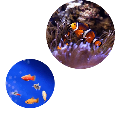 アクアリウム