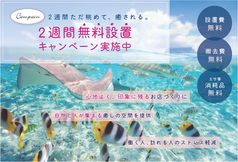 アクアリゾート キャンペーン 新潟で熱帯魚水槽 アクアリウムのことならアクアリゾートにお任せ